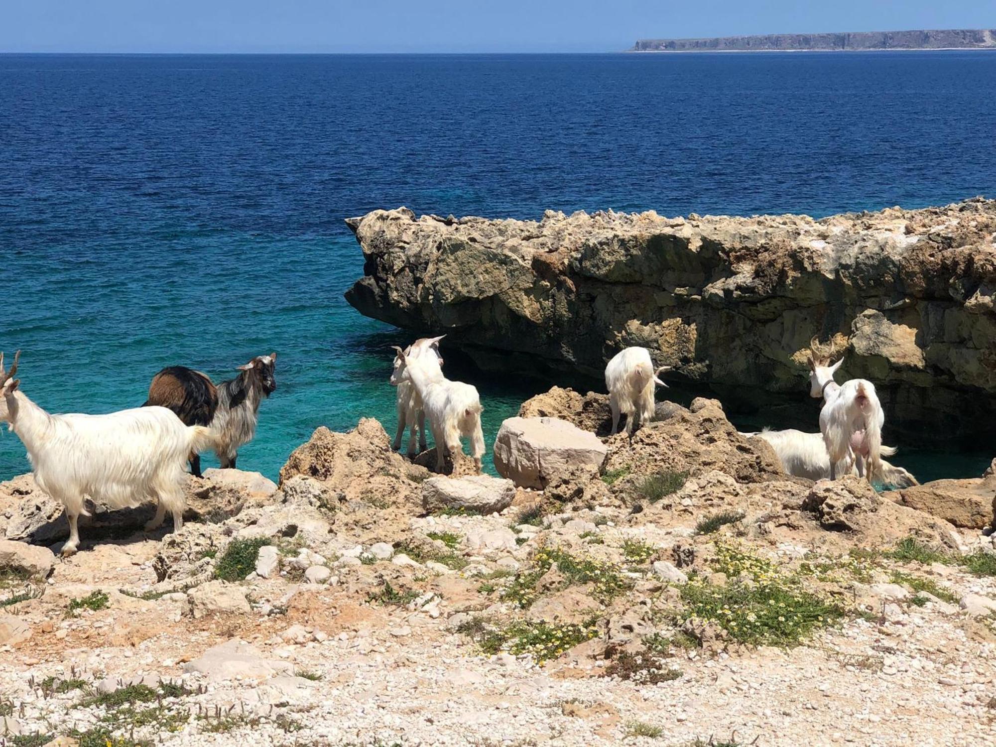 L'Oasi Una Pineta Sul Mare Custonaci Bagian luar foto